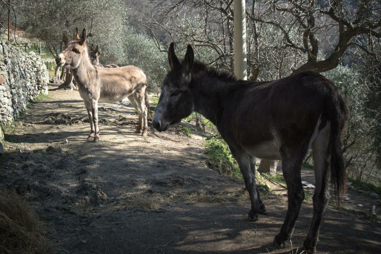 Agriturismo A Ca Vegia Calice Ligure Eksteriør billede